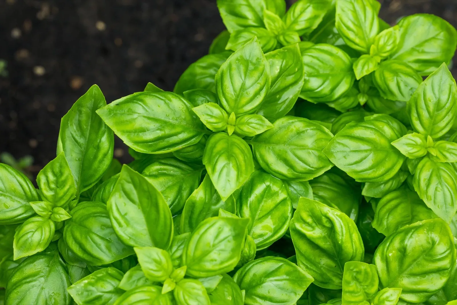 basilic-potager-permaculture