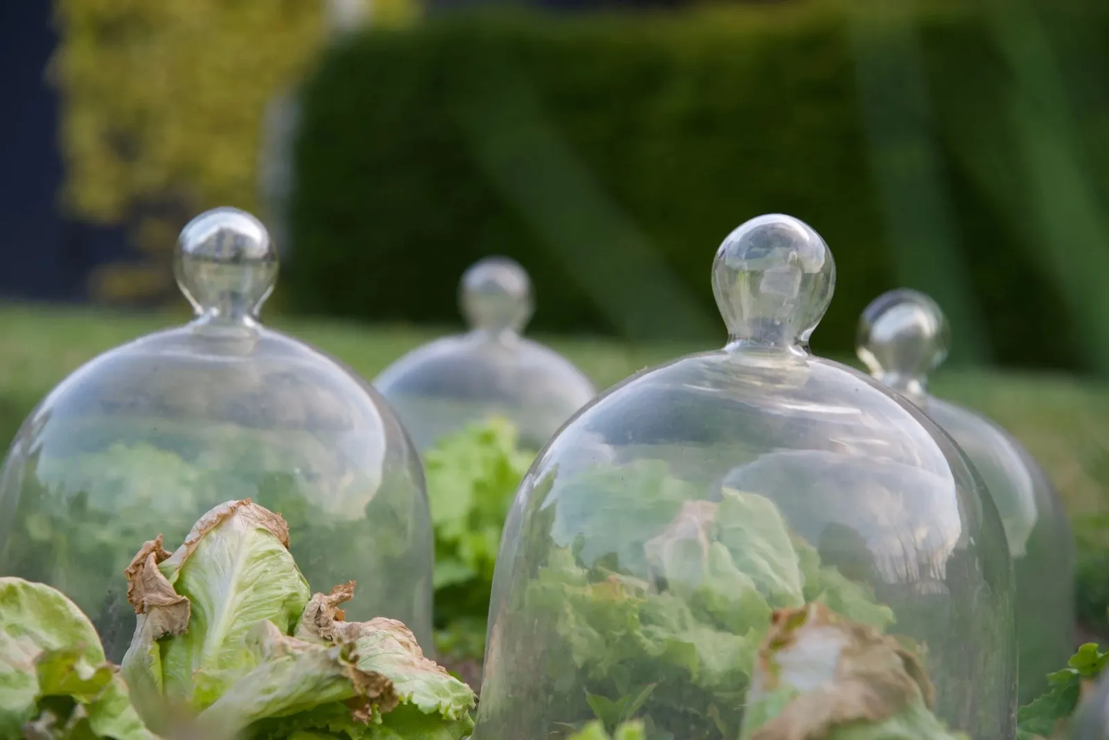 Les cloches anti-limaces, très utilisées en permaculture.