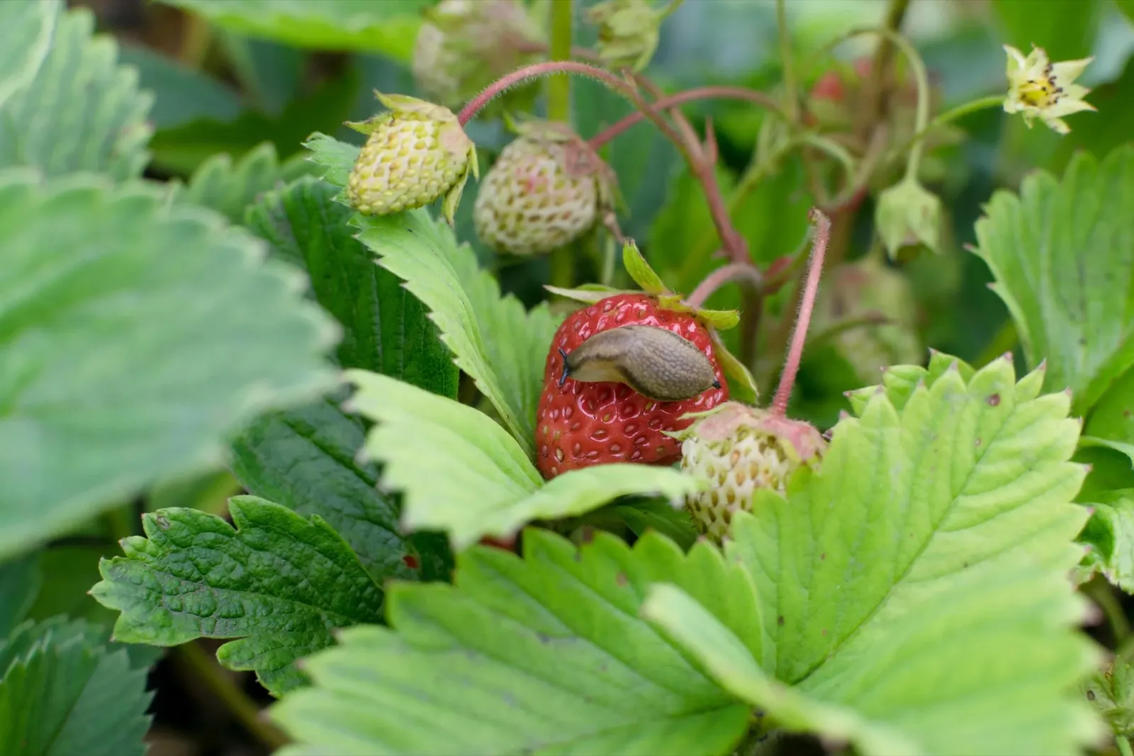 Une limace dans le potager bio !