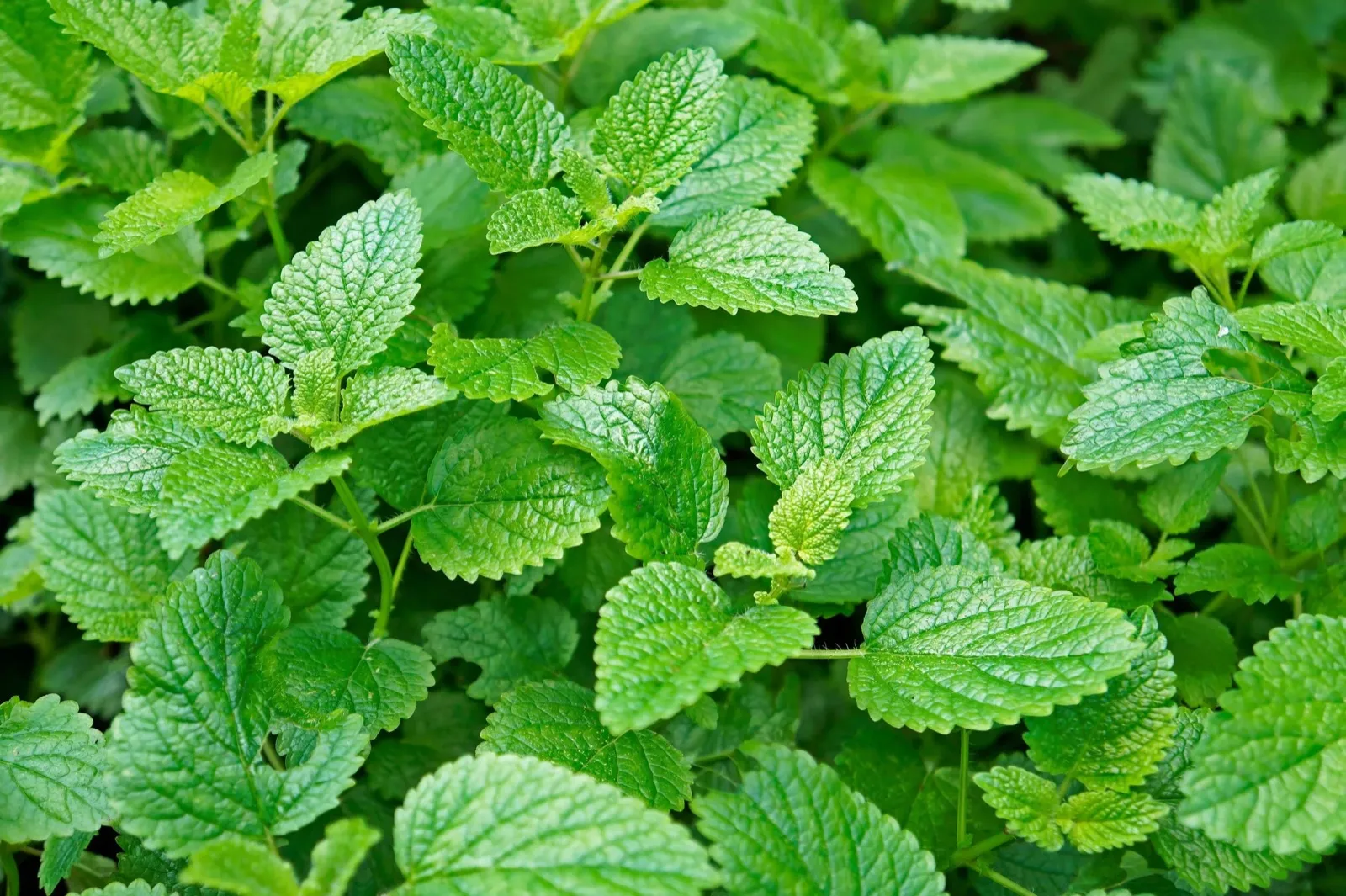Mélisse