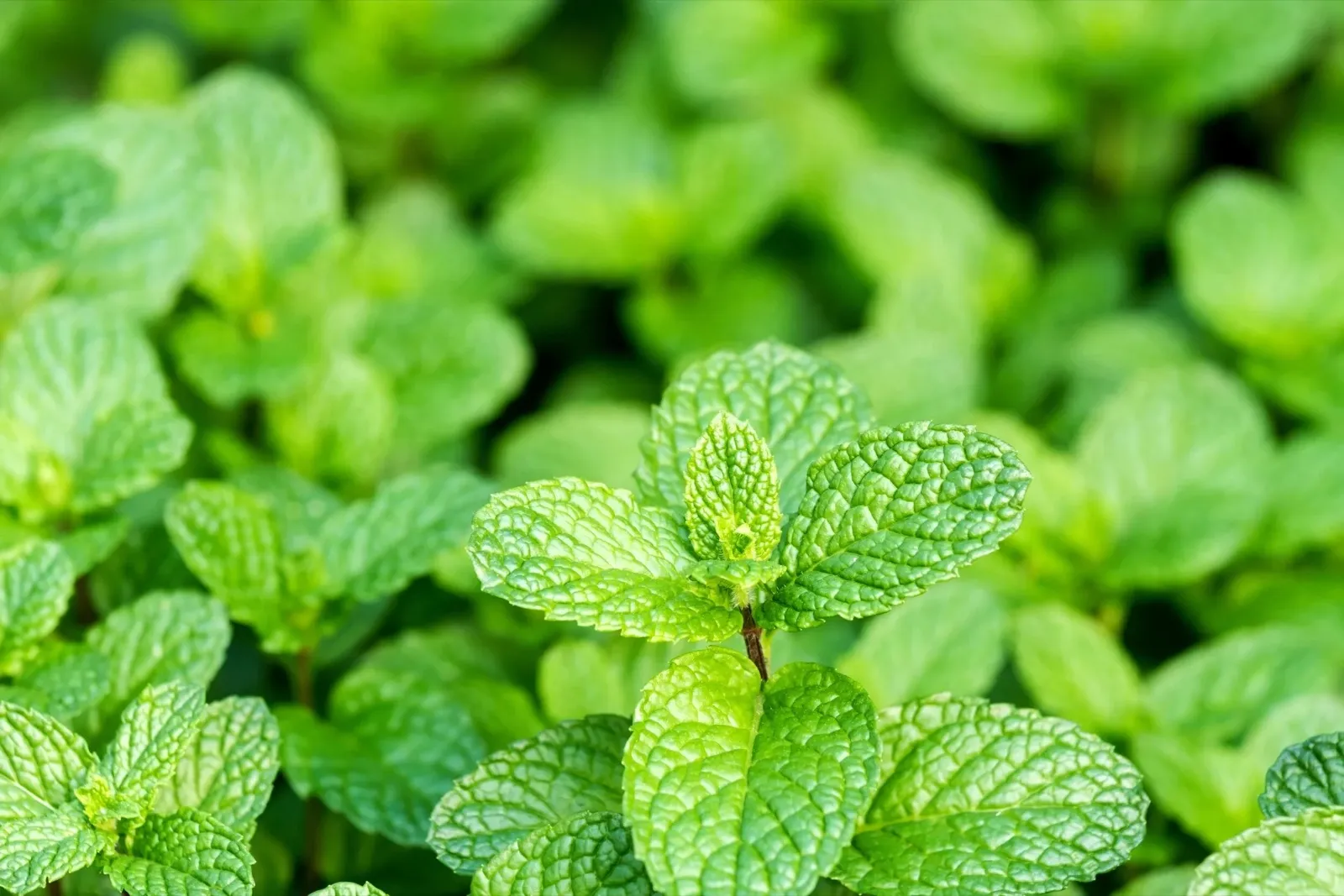 Menthe