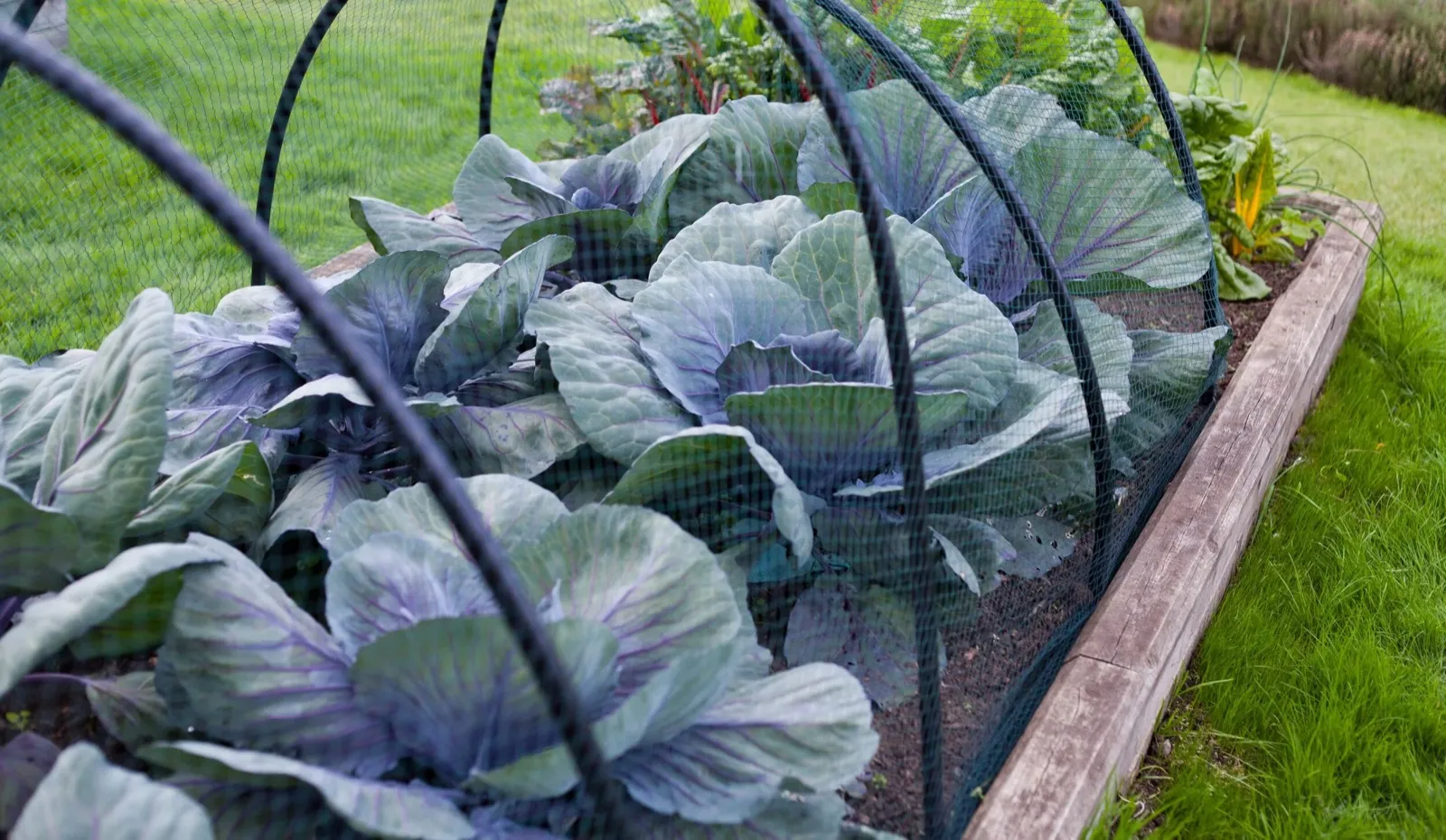 Un filet pour protéger les légumes des limaces de façon écologique.
